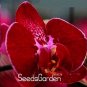 Fresh 100PCS Phalaenopsis Orchid Seeds Dark Red Flowers Pink Red