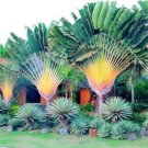 Fresh 10PCS Traveller s tree Seeds Ravenala madagascariensis Tropical Ornamental