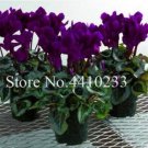 Fresh 120 Pcs/Bag Multiple Color Cyclamen Seed Cyclamen Flower as (Color:m)