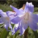 Fresh Hippeastrum Bulbs Seeed Amaryllis Barbados Lily Lily Seeed Flower 100 pcs/Bag