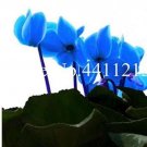Fresh 100 pcs Cyclamen Flower Seed Flower Flores Cyclamen as (Color:6)