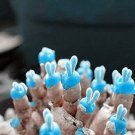 Fresh 100 Pcs Mini Blue Succlent Seed Monilaria Obconica Rabbit Living Lithops Flowers