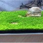 Fresh Aquarium Aquarium Water Seed ing Grass Seed Fish Tank Lawn (Color: Clover)