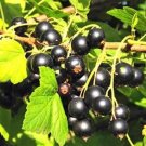 Fresh 100 Pcs Gooseberry Seeds Physalis Peruviana Fruit Cape Gooseberry (Col:Black)