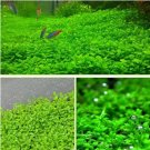 Fresh 1000Pcs/Pack Aquarium Grass Seeds Aquatic Fish Tank Decor Water Plants Seeds