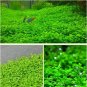 Fresh 1000Pcs/Pack Aquarium Grass Seeds Aquatic Fish Tank Decor Water Plants Seeds