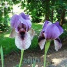 Fresh Iris Flower Seeds Purple and Pale White Black Flowers
