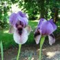 Fresh Iris Flower Seeds Purple and Pale White Black Flowers