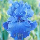 Fresh Iris Flower Seeds Fully Light Blue Semi Double Flowers