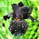 Fresh Iris Flower Seeds Fully Black Semi Double Flowers
