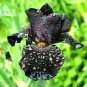 Fresh Iris Flower Seeds Fully Black Semi Double Flowers