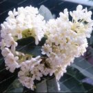 Fresh Sweet Olive Tree Seeds White Colors