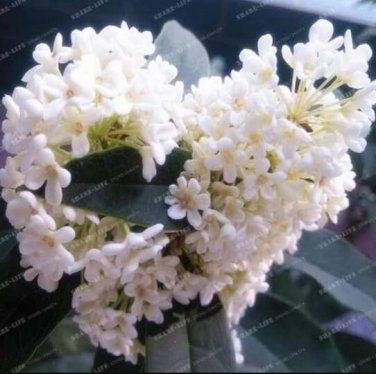 Fresh Sweet Olive Tree Seeds White Colors