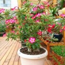 Fresh Adenium Obesum Seeds Pink Single Flowers with Rose Pink Edge