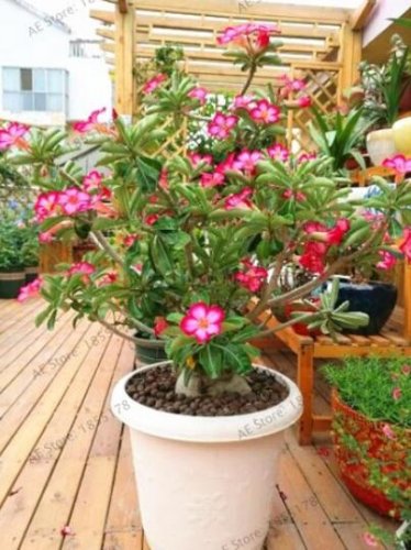 Fresh Adenium Obesum Seeds Pink Single Flowers with Rose Pink Edge