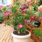 Fresh Adenium Obesum Seeds Pink Single Flowers with Rose Pink Edge