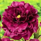 Fresh Peony Seeds Dark Red Double Flowers