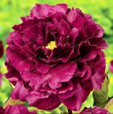 Fresh Peony Seeds Dark Red Double Flowers