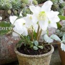 Fresh Japanese Hellebore (Christmas Rose) Helleborus Niger Seeds White Flowers