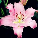 Fresh Lilium Lily Flower Seeds Pink Flowers