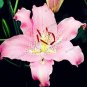 Fresh Lilium Lily Flower Seeds Pink Flowers