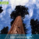 Fresh Gaint Redwood Tree Seeds