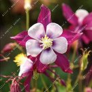 Fresh Aquilegia Columbine Flower Seeds Purple White Flowers