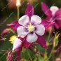 Fresh Aquilegia Columbine Flower Seeds Purple White Flowers