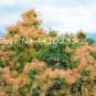 Fresh Cotinus Coggygria Seeds