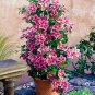 Fresh Clematis Plants Flower Seeds Pink and Rose Red Flowers