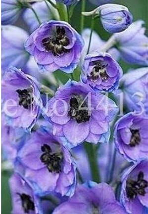 Fresh Dendrobium Orchid Flower Seeds Light Bluish Purple Flowers