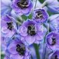 Fresh Dendrobium Orchid Flower Seeds Light Bluish Purple Flowers