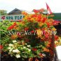 Fresh Bougainvillea Dwarft Seeds Mixed