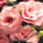 Fresh Eustoma Grandiflorum Seeds Khakish Pink Flowers