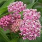 Fresh Red Swamp Milkweed Rose Asclepias Incarnata Seeds