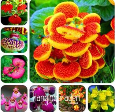 Fresh Japanese Seed potted Calceolaria plant Seeds