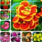 Fresh Japanese Seed potted Calceolaria plant Seeds