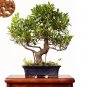 Fresh Ficus Microcarpa Tree Green Seeds
