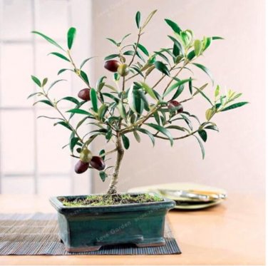 Fresh Mini Olive Seeds
