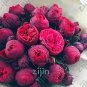 Fresh Double Peony Seeds Double Red Ball Flowers