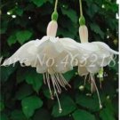 Fresh Fuchsia Seeds White Flowers