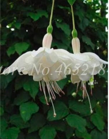 Fresh Fuchsia Seeds White Flowers