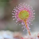 Fresh Colorful Drosera Peltata Seed Potted Circular Sundew Carnivorous Seeds