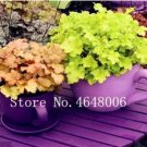 Fresh Colorful Heuchera Seeds Green and Yellowish Orange Leaves