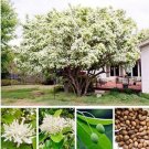 Fresh Chionanthus Retusus Seeds
