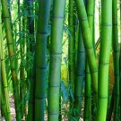 Fresh Giant Phyllostachys pubescens moso bamboo Seeds