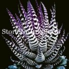 Fresh Aloe Vera Seeds