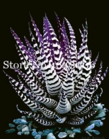 Fresh Aloe Vera Seeds