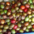 Fresh Schisandra Chinensis Chinese Outdoor Herb Fruit Seeds
