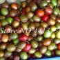 Fresh Schisandra Chinensis Chinese Outdoor Herb Fruit Seeds